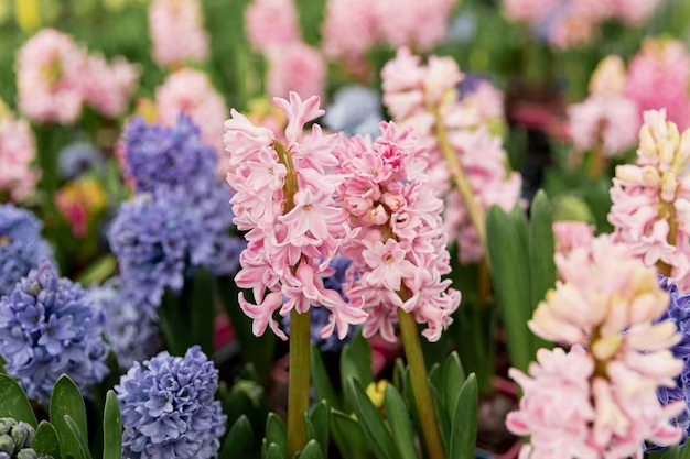 Zambile de Primăvară (Hyacinthus)