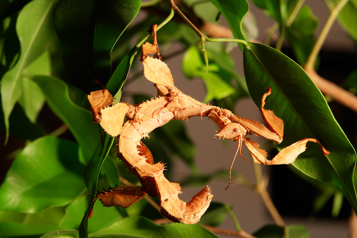 Spiny Leaf Insects