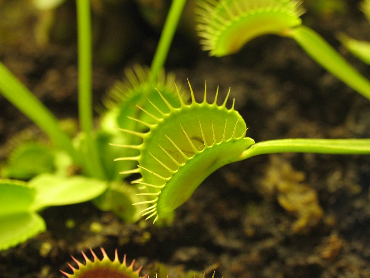carnivorous-venus-fly-trap.jpg