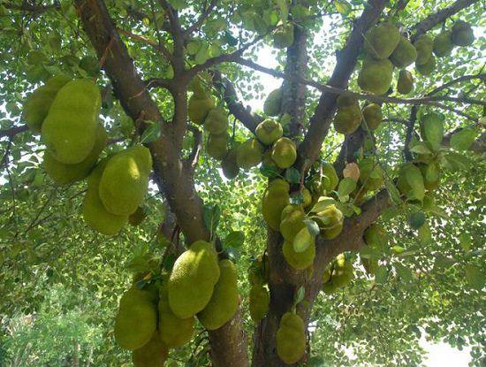 Image result for jackfruit tree"