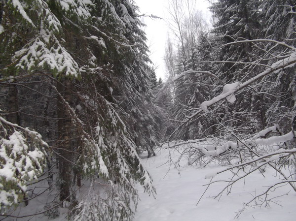 Отчёт о прохождении лыжного туристского спортивного маршрута 1 категории сложности по Смоленской и Калужской областям