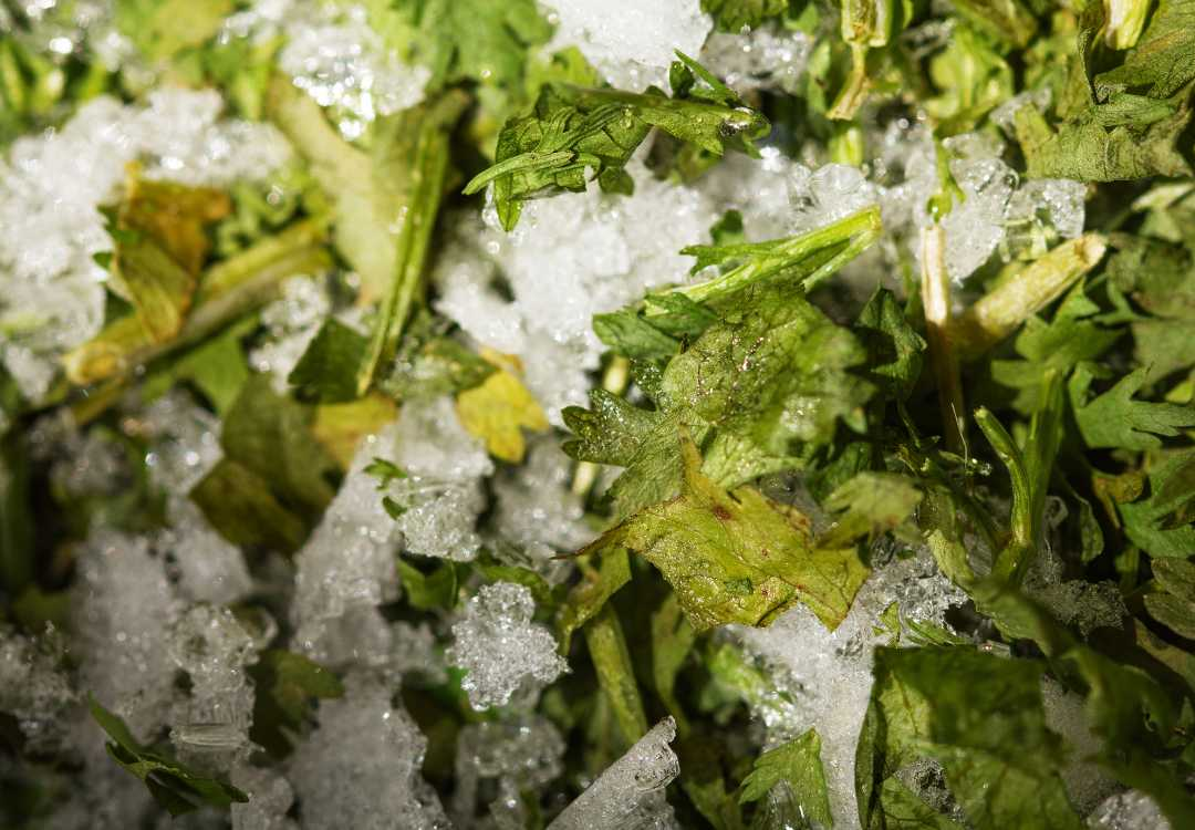 How Can You Tell If Frozen Parsley Has Gone Bad?