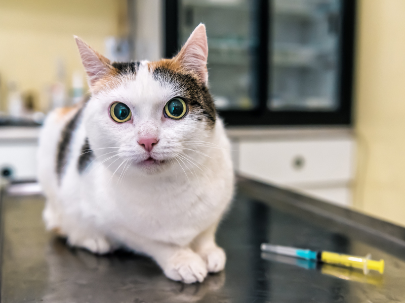feline-veterinary-help