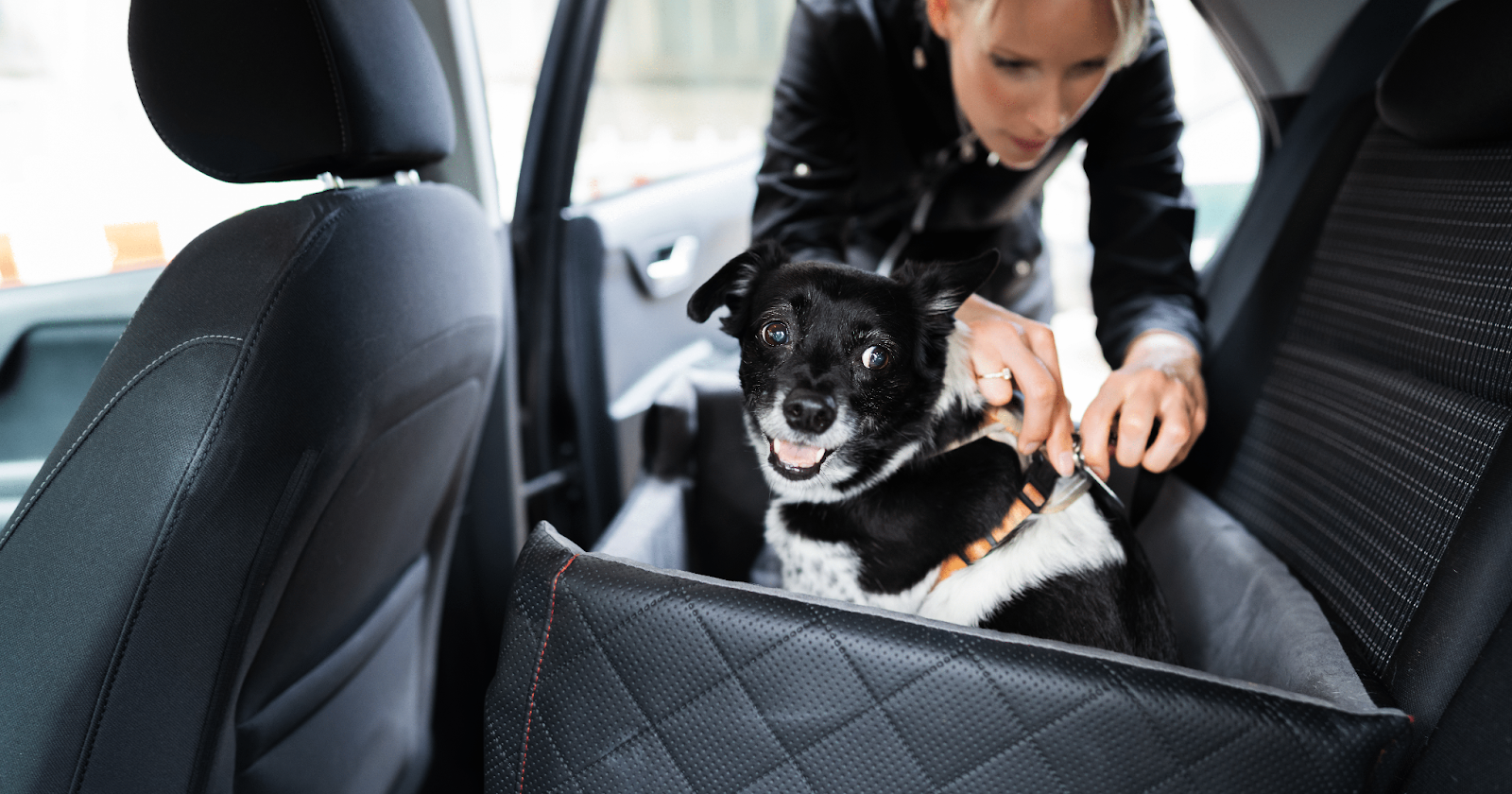 Small black and white dog being harnessed into dog carseat by woman