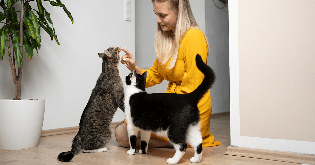 Woman sitting on floor with two cats gently touching one's nose