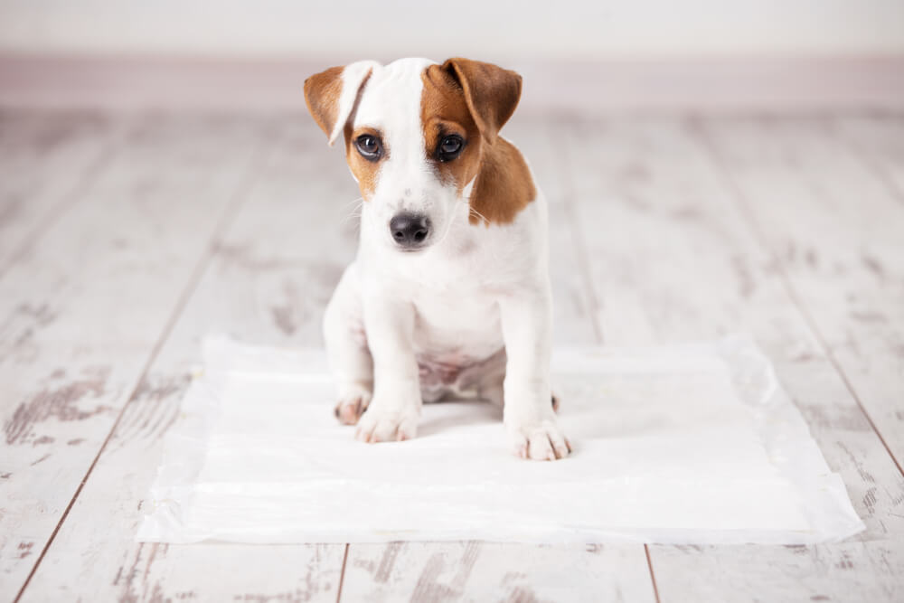 puppy on a pad