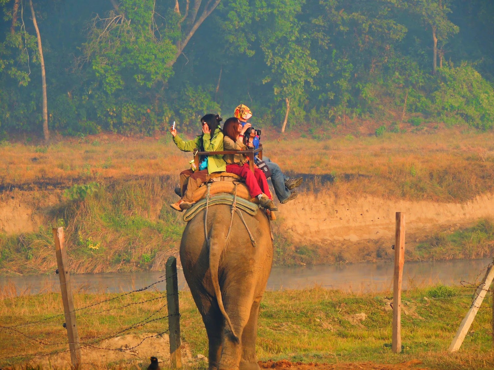 Elefantti ratsastaa Chitwanin kansallispuistossa, Nepalissa