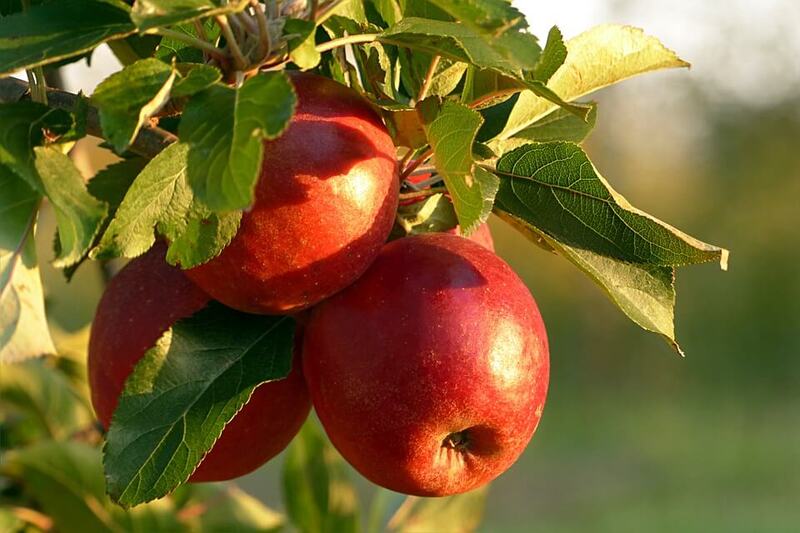 apple grafting 