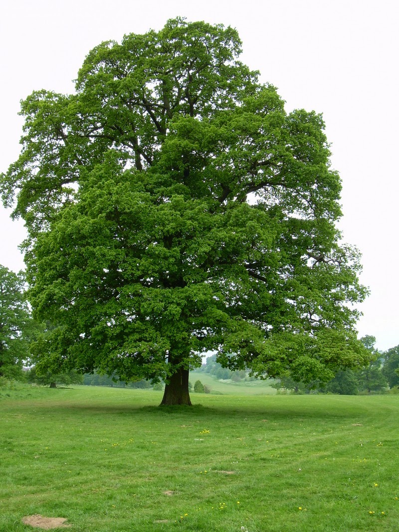 roble arbol.jpg