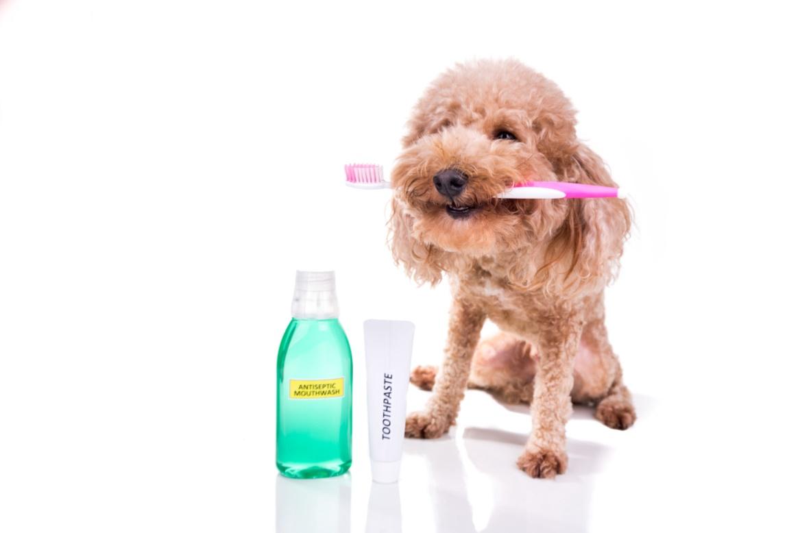 best brush for poodle