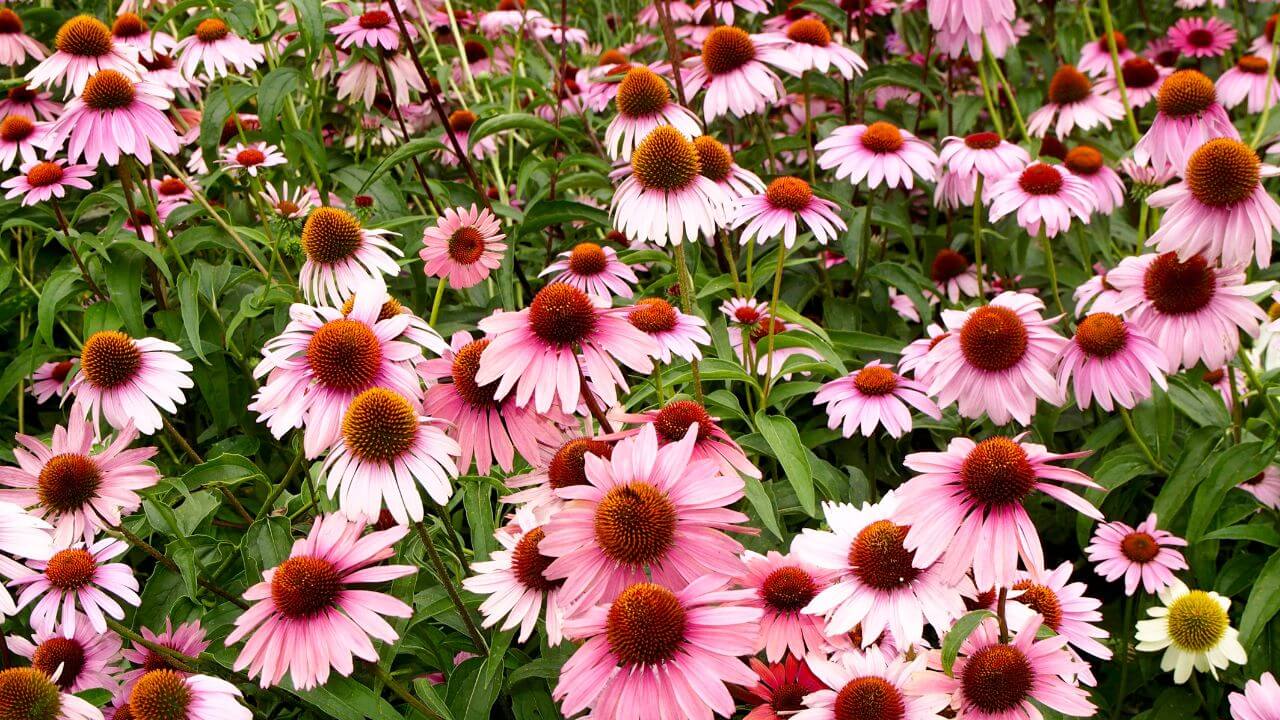 The Top 16 Full Sun Trailing Plants That Will Thrives In Your Home
