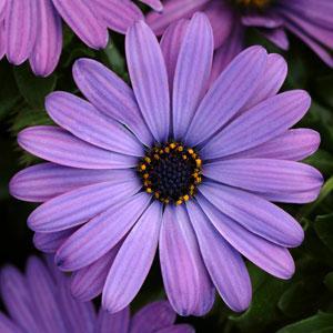 Image result for osteospermum zion denim blue