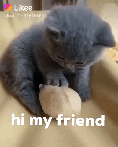 Kitten with his paw on a gerbil and the caption “hi my friend” — Cuteness overload.