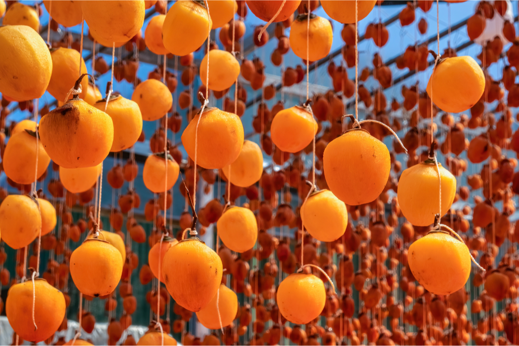 Persimmons hanging in rows to dry in order to make hoshigaki.