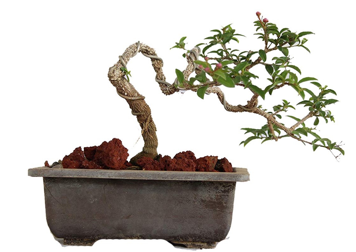Cómo cultivar y cuidar los bonsáis de flor de cerezo (bonsái de sakura).