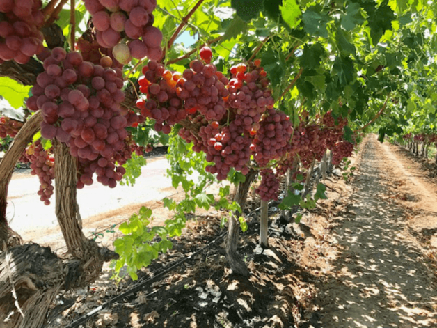 California Grapes 2018 business updates | Packer