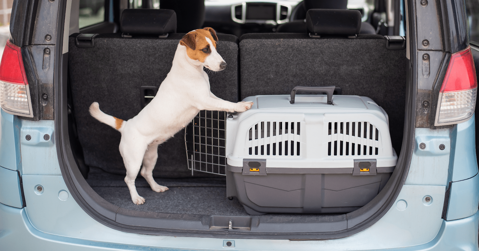 Jack Russell Terrier standing in the truck of a car with front paws on plastic crate