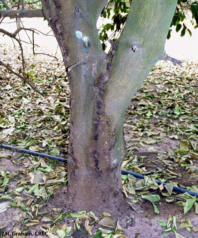 Trunk_branch_canker_on_lemon_showing_gummosis_and_bark_death_caused_by_Phytophthora_nicotianae__Argentina__JH_Graham_cs.jpg