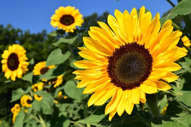 sun flower scientific name