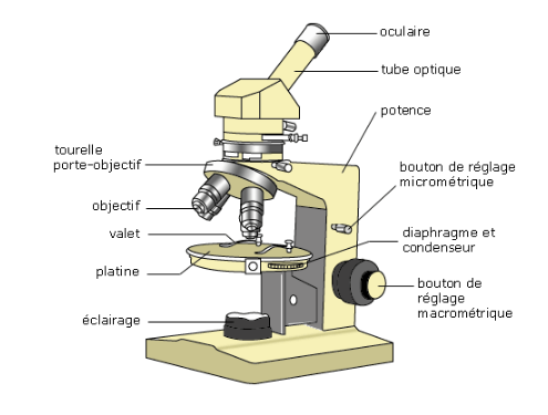 Microscope optique : schéma 