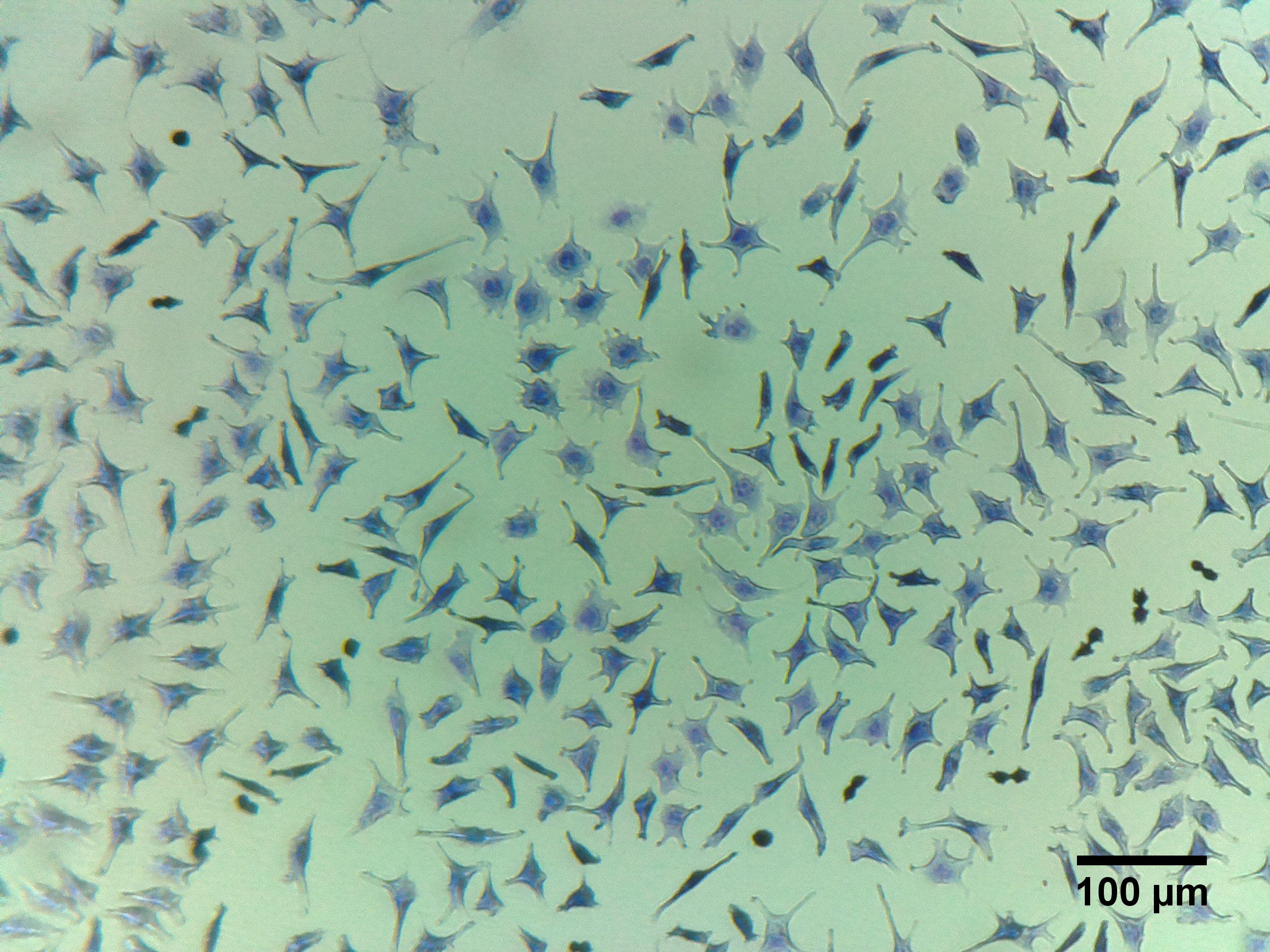 Live Cell Imaging on a budget Biology Diagrams