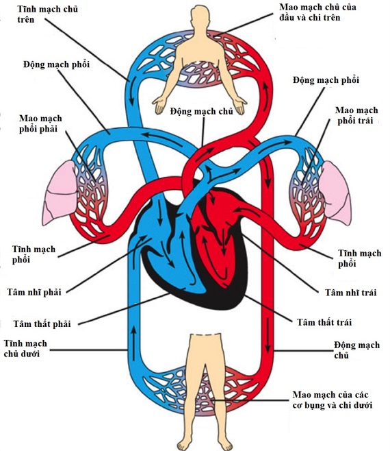 Đường đi của máu