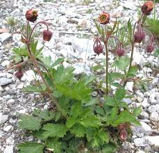 water avens