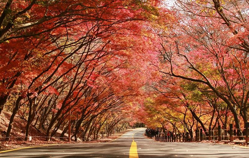Công viên NamSan thể hiện rõ nét đẹp sang thu của Hàn Quốc