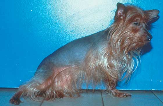 Alopecia con dilución del color en una hembra Yorkshire Terrier de 3 años de edad