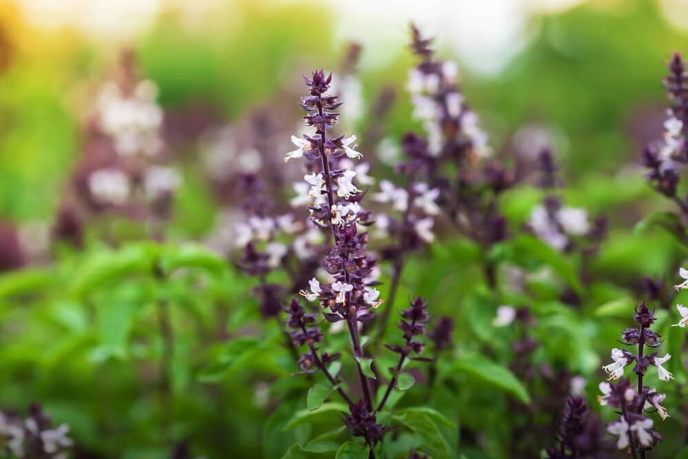 Holy basil tastes great and gives pleasant aroma
