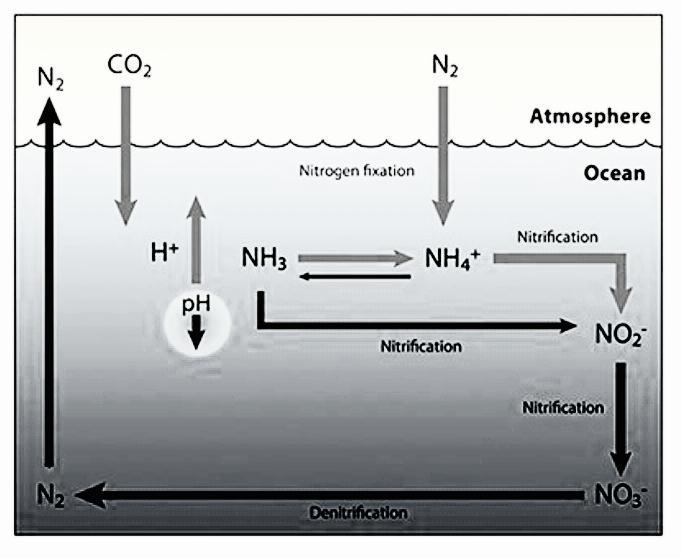explain-different-steps-of-nitrogen-cycle
