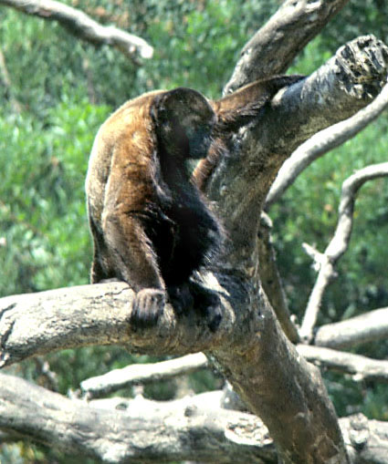 Adult woolly monkey