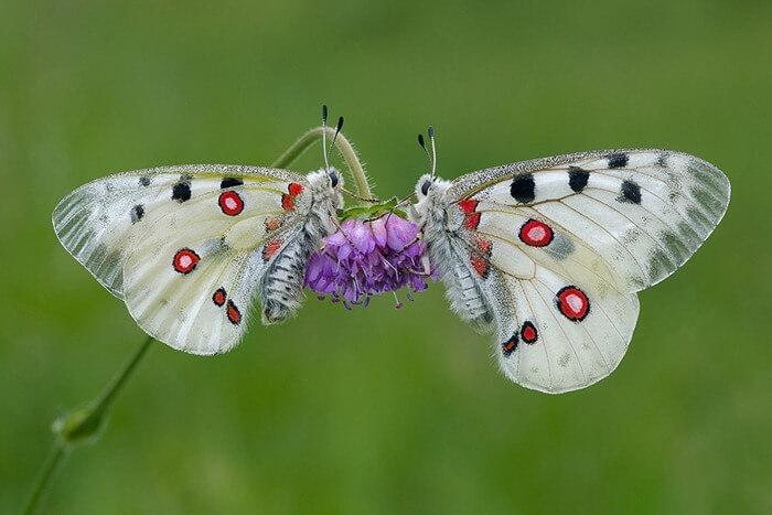 Parnassius apollo 