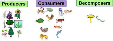 Producers Consumers And Decomposers Worksheet Picture | Astronomi