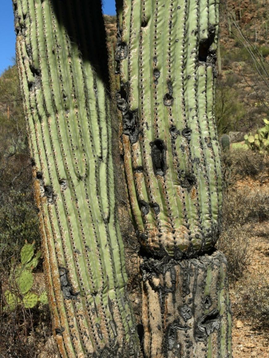 old-saguaro-cactus-trunk.jpg