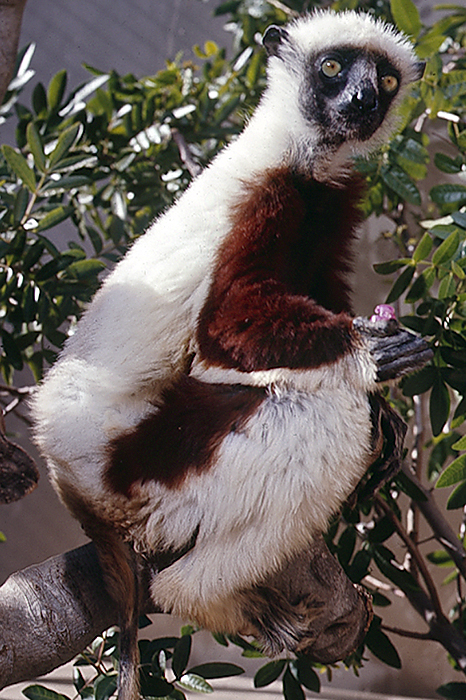 Female Coquerel’s sifaka at San Diego Zoo.
