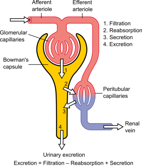 Difference Between Afferent and Efferent Arterioles | Compare the  Difference Between Similar Terms