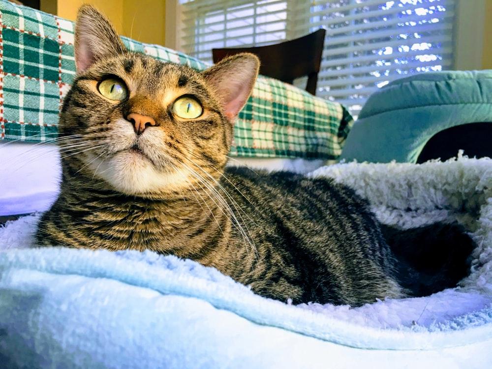 tabby cat on pet bed