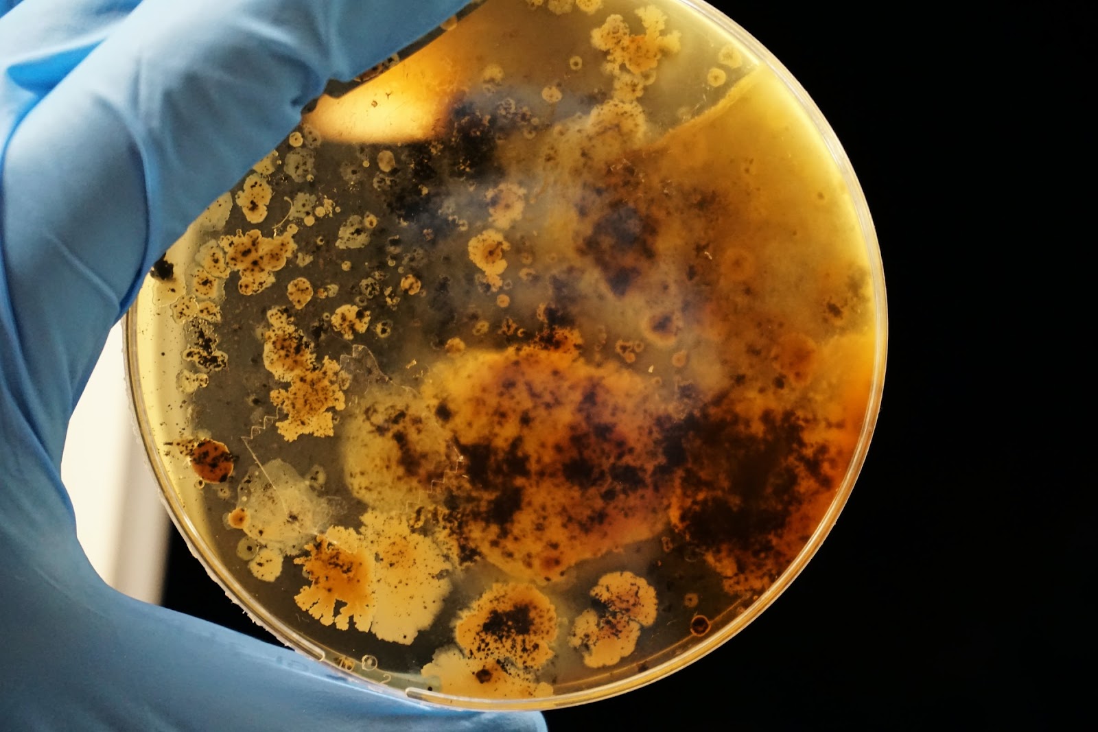 A blue gloved hand holds up a petri dish that is rife with bacteria and growth. 