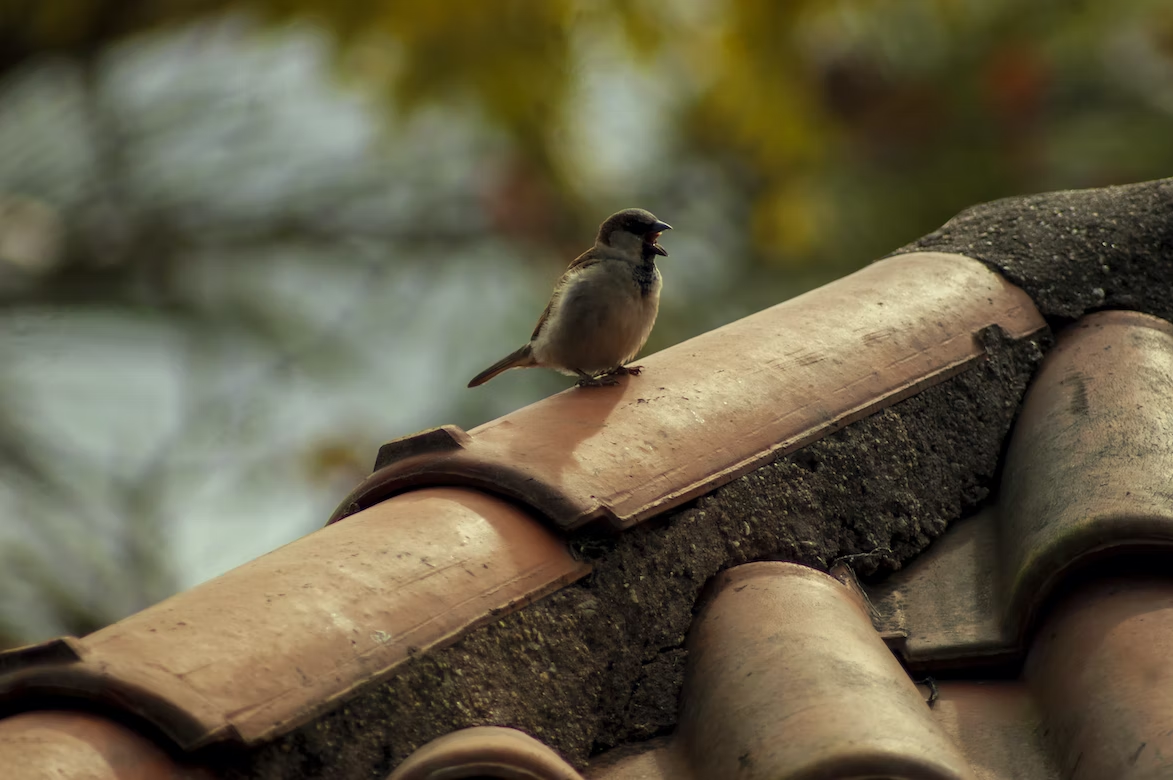 cute bird on the shingle
