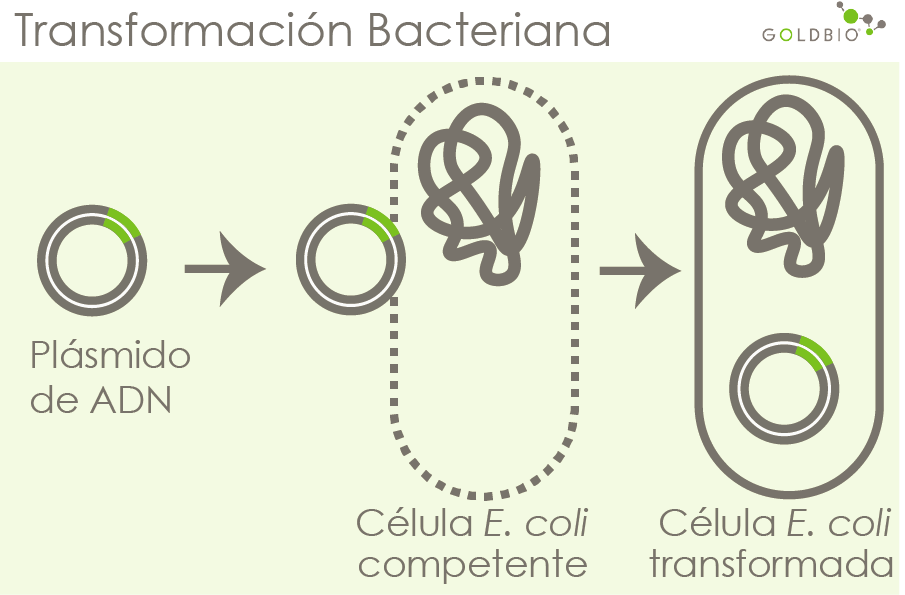Transformacion bacteriana