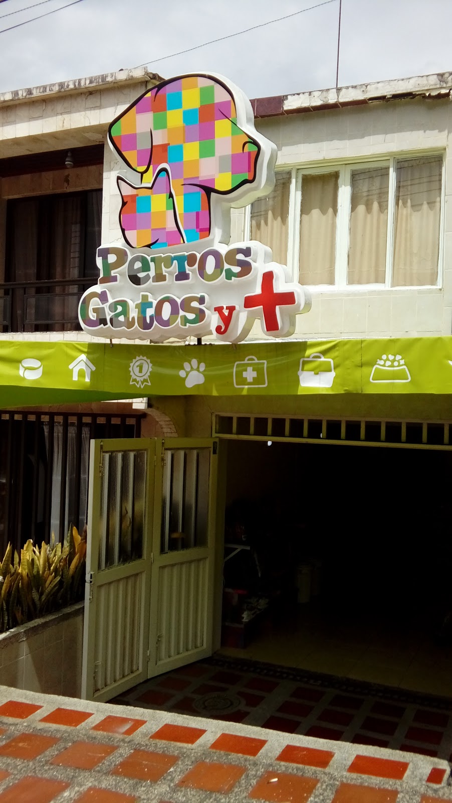 Perros Gatos y 