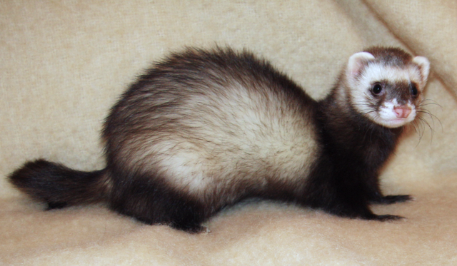 File:Ferret 2008.png - Wikimedia Commons