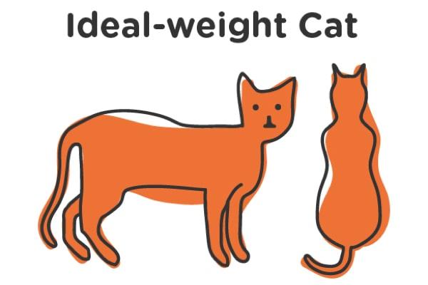 ideal weight cat i
