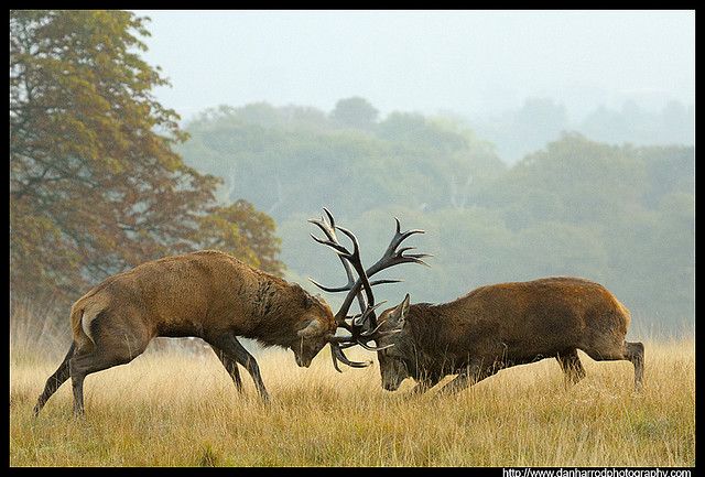 25 Red stag ideas | deer, animals, hunting