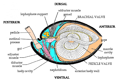 brachdrawclr