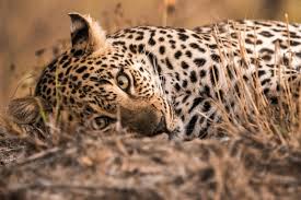 Image result for leopard facts