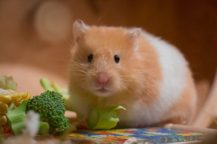 hamster pode comer alface?