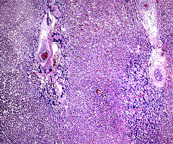 Labyrinth of mature pacarana placenta and pronounced giant cell mantle around trophospongium lobule.