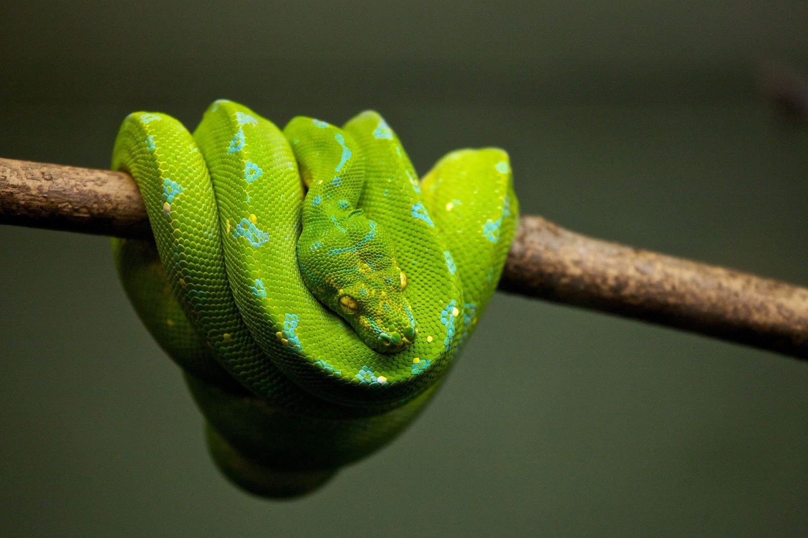 Bright green python on branch